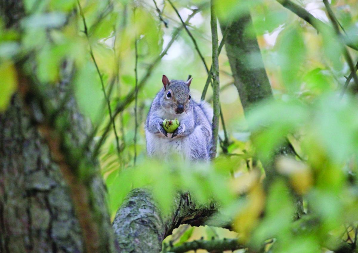 A squirrel enjoys a nutty snack in a tree in the Town Gardens