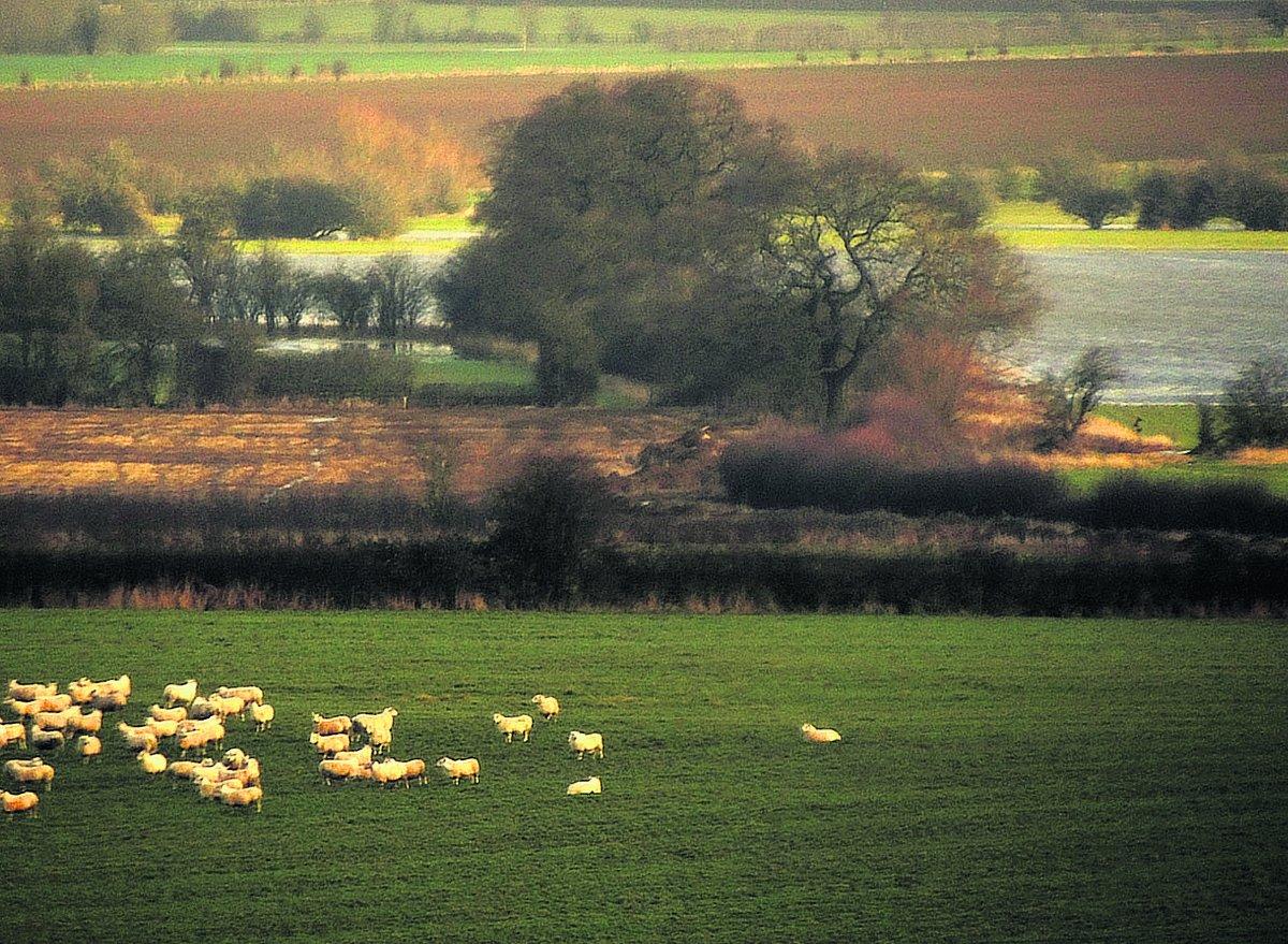 Swiindon Advertiser readers photographs
Sheep brace themselves for the winter weather on the margins of the many flooded fields in the Cotswolds              Picture: Jimmy Vealatron