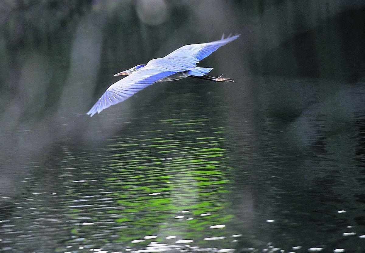 A heron takes to the air above one of the lakes in Lawns Woods                                                                                               Picture: DAVE COX