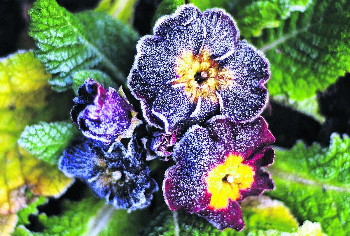 Flowers etched with frost                                                                                      Picture: THOMAS KELSEY