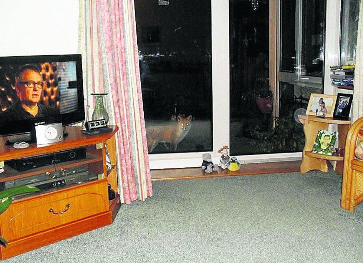 Swiindon Advertiser readers photographs
Anything good for supper? A fox pays a sly visit 
Picture: Betty Young
