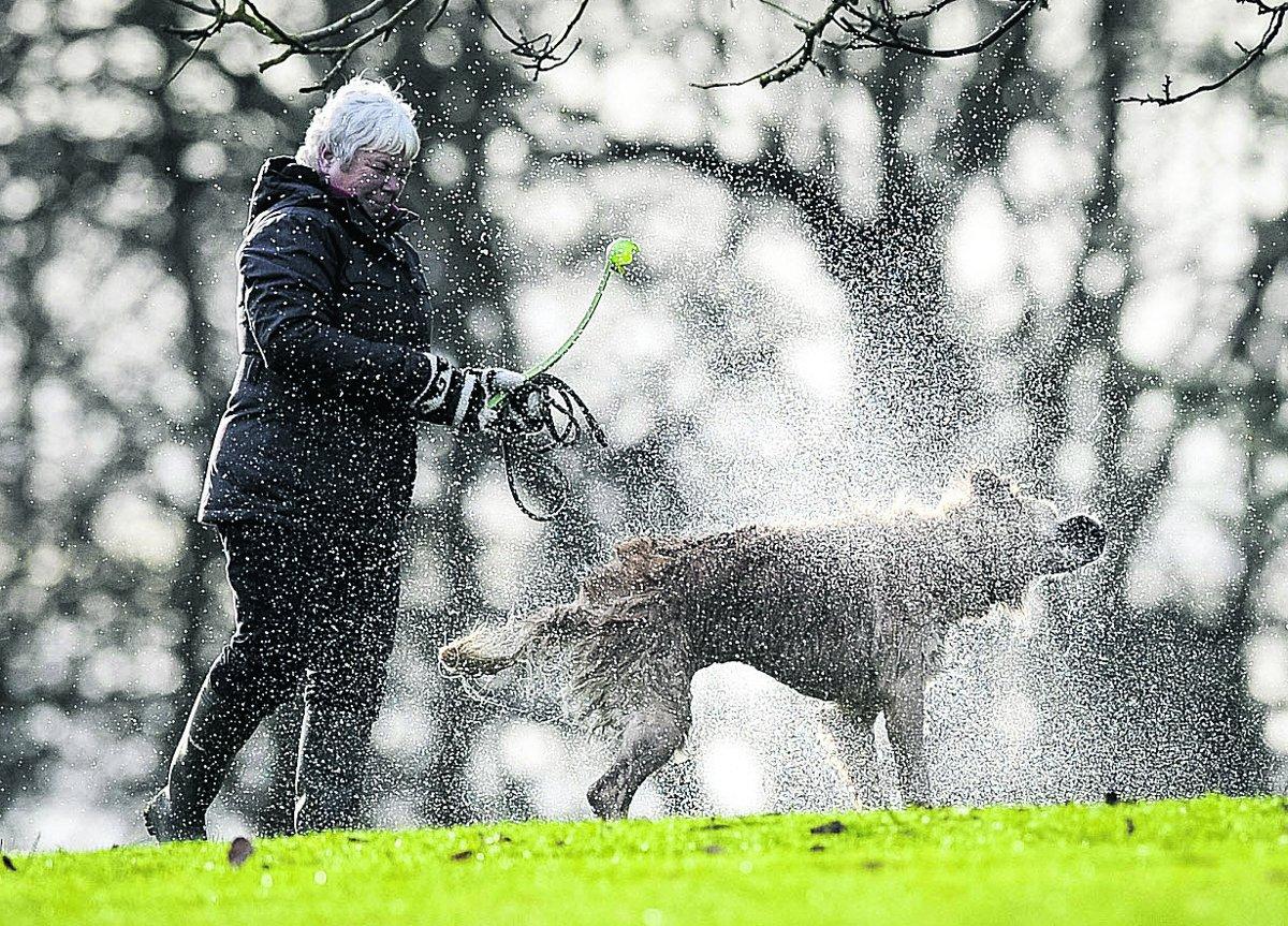 n  A dog dries off after having a swim in Lydiard Park lake                               Picture: Alex Skennerton