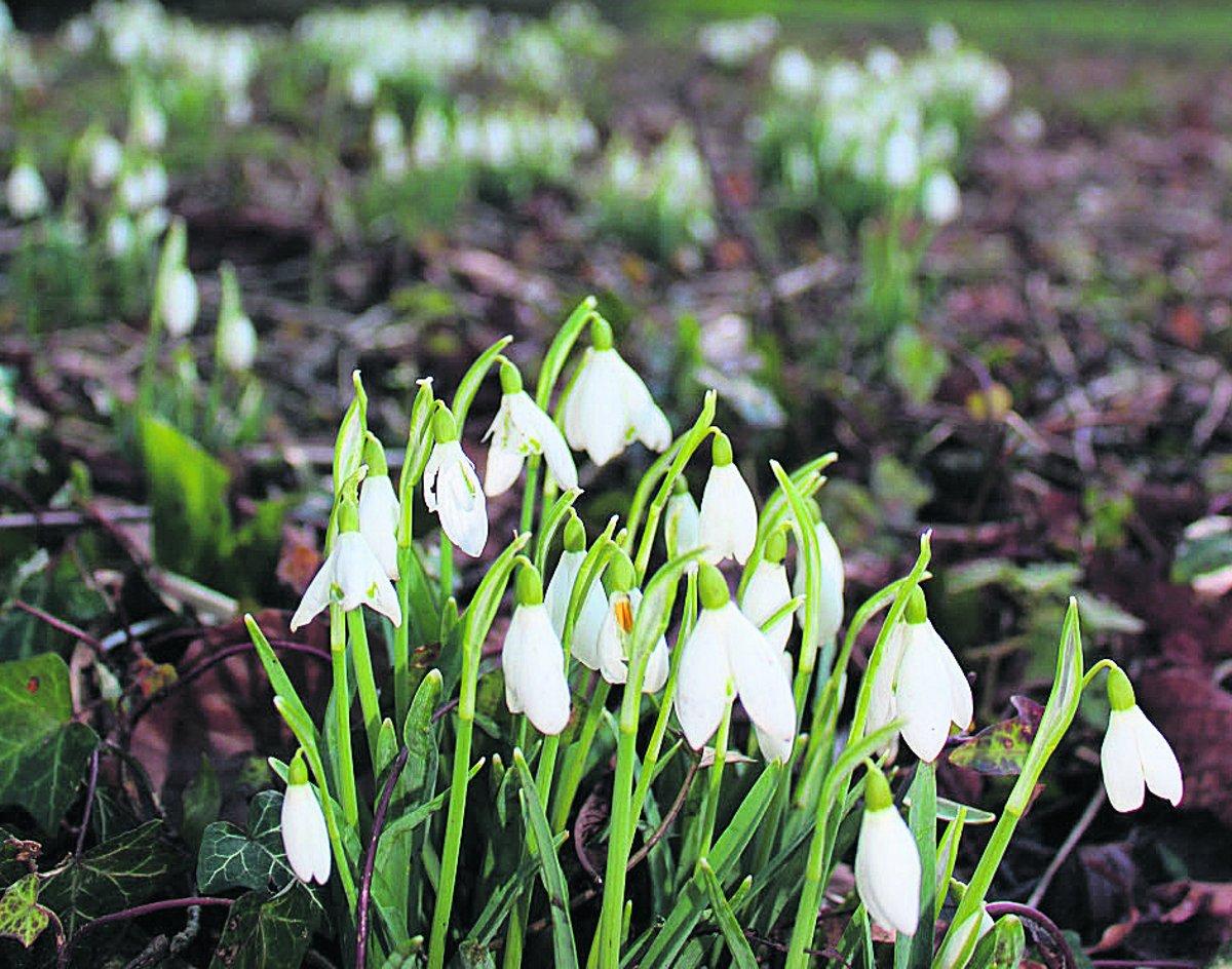 Swiindon Advertiser readers photographs
The first snowdrops of the year at Lydiard Park
Picture: Tim Keen