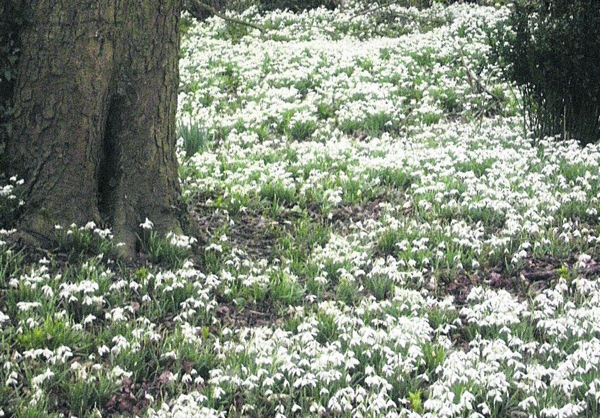 Swiindon Advertiser readers photographs
A river of snowdrops
  Picture: PAM STUBBS