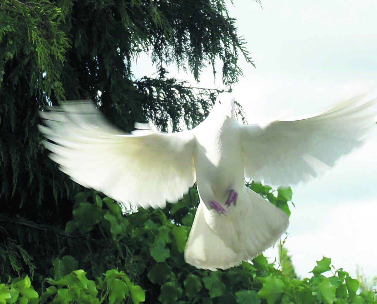 Swiindon Advertiser readers photographs
A fantail dove coming home
Picture: Jane Beasant  
