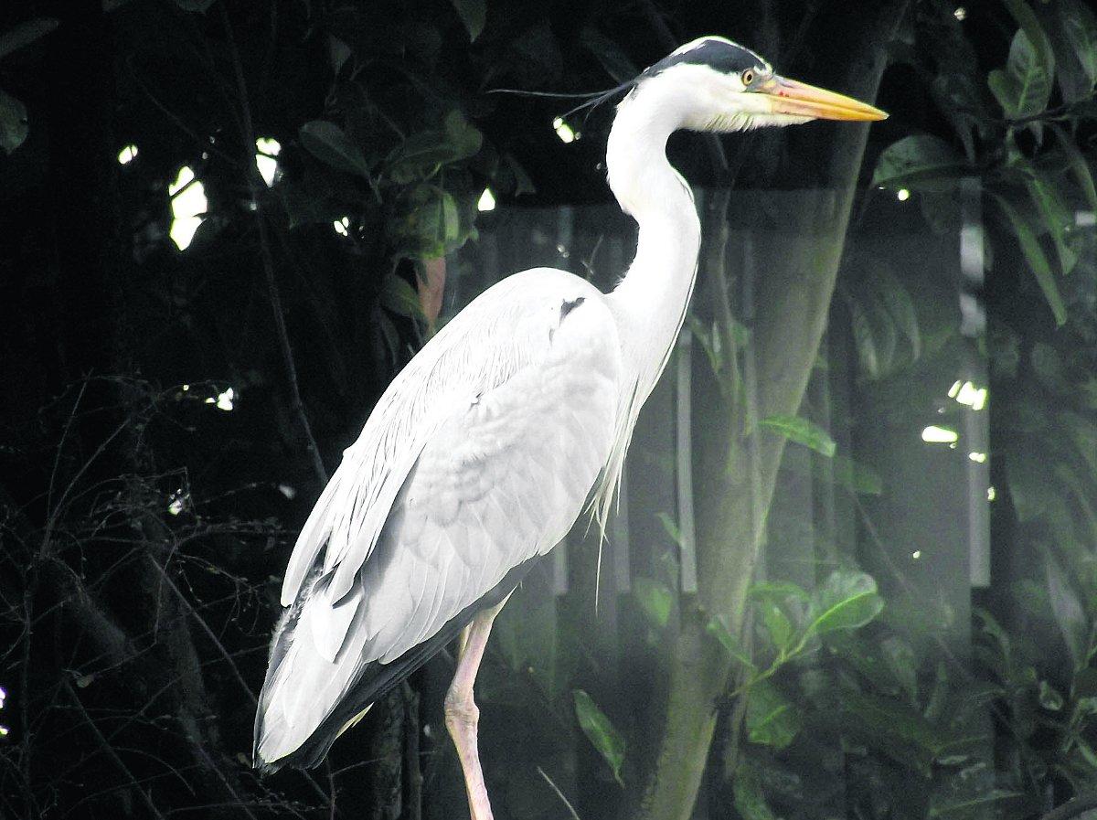 Swiindon Advertiser readers photographs
A heron drops in for a meal at my pond
Picture: Reg Robbins