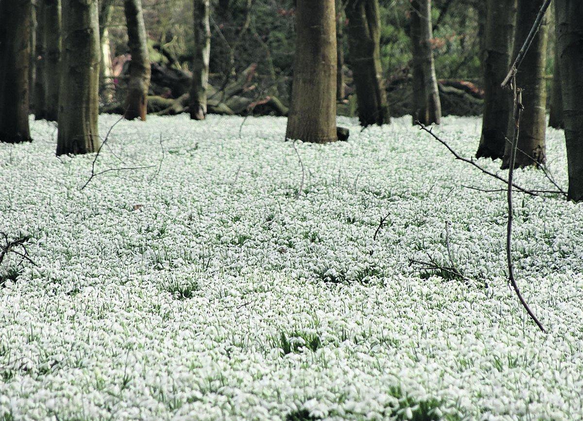 Swiindon Advertiser readers photographs
A blanket of snowdrops 
at Welford Park
Picture: MIKE LARGE