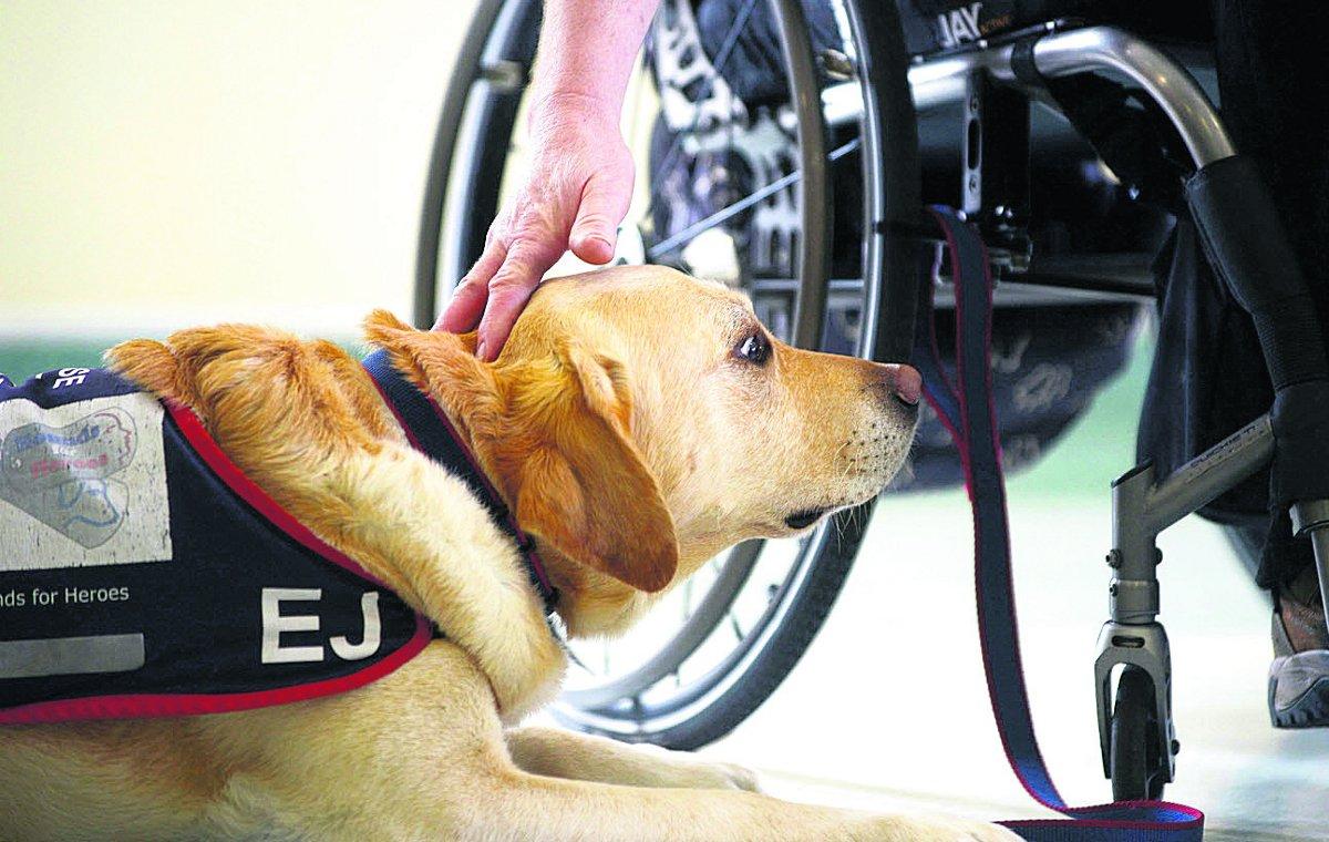 n EJ, a Hounds For Heroes’ dog, trained to provide assistance to disabled ex-servicemen
                                                                              Picture: Thomas Kelsey 