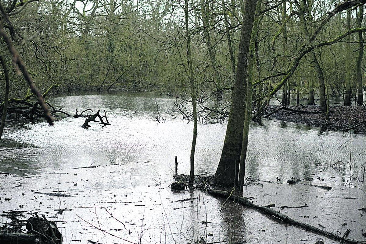 Swiindon Advertiser readers photographs
Flooded woodland in Broome Manor Lane
Picture: DAVID ROBINSON