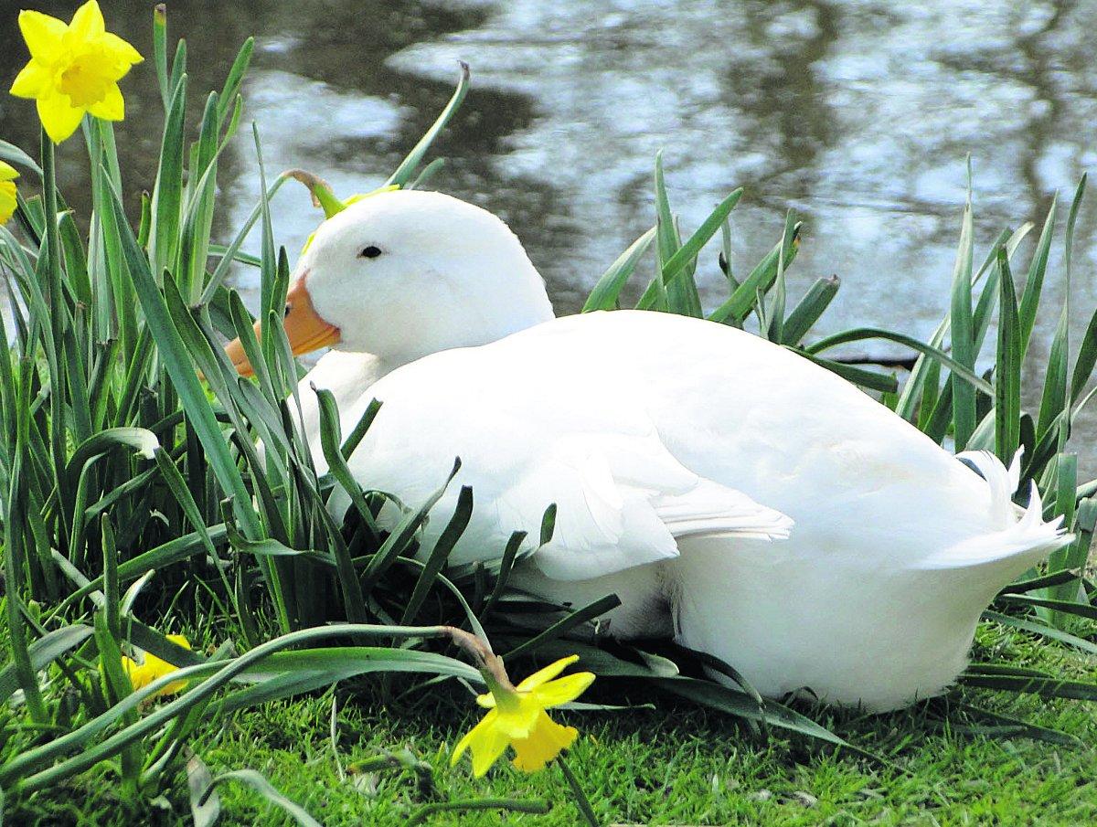 Swiindon Advertiser readers photographs
This duck has found a soft place to rest on a bed of daffodils. 
Picture: MAUREEN SKINNER