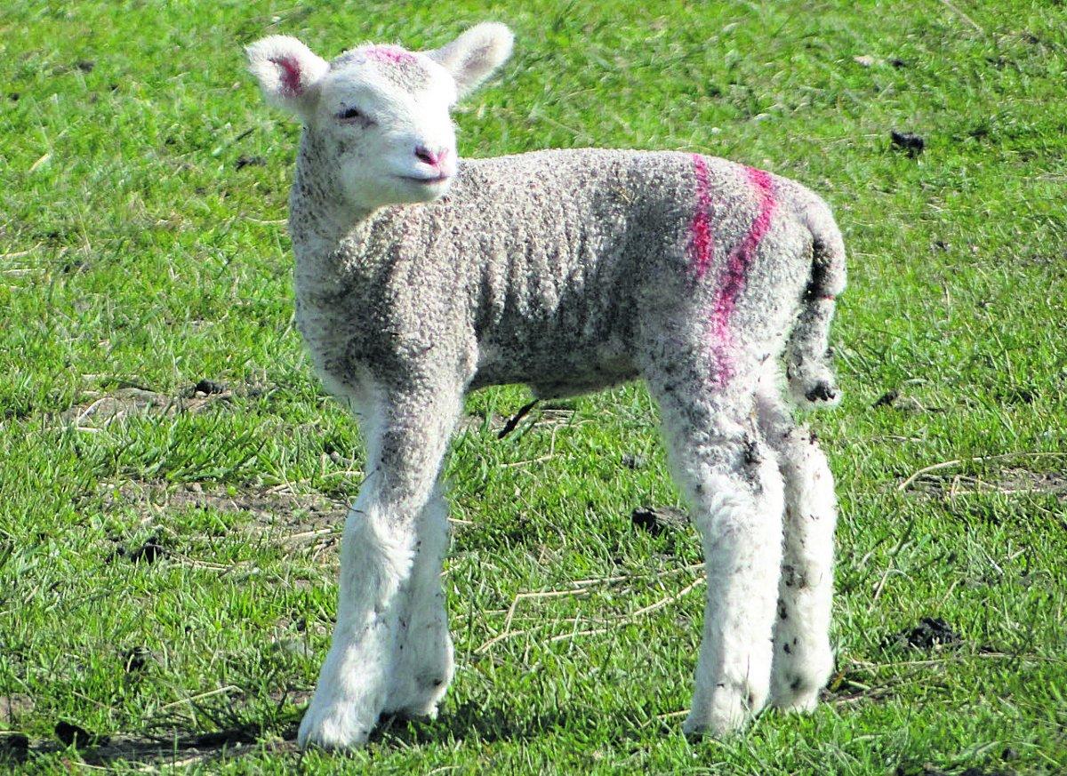 Swiindon Advertiser readers photographs
A spring lamb goes exploring
Picture: MAUREEN SKINNER