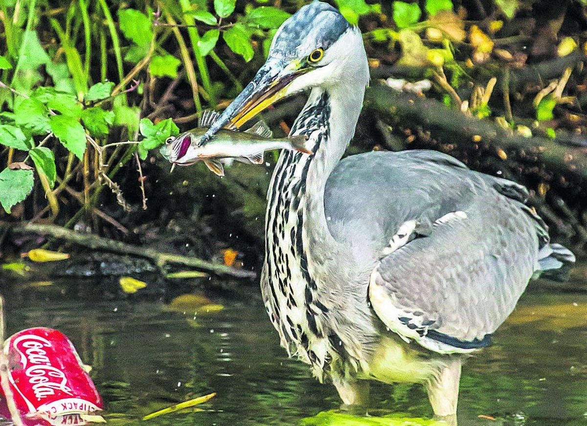 A heron enjoying lunch on the Wilts & Berks canal, Kingshill  Picture: PHIL SELBY