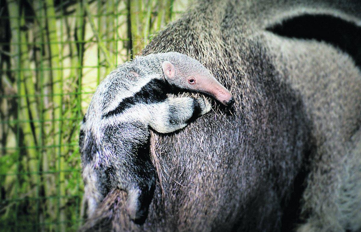n The baby Giant Anteater (or ‘Ant Bear’) clinging to its mother’s back in Cotswold Wildlife Park. It is the first pup for parents Zeta and Zorro