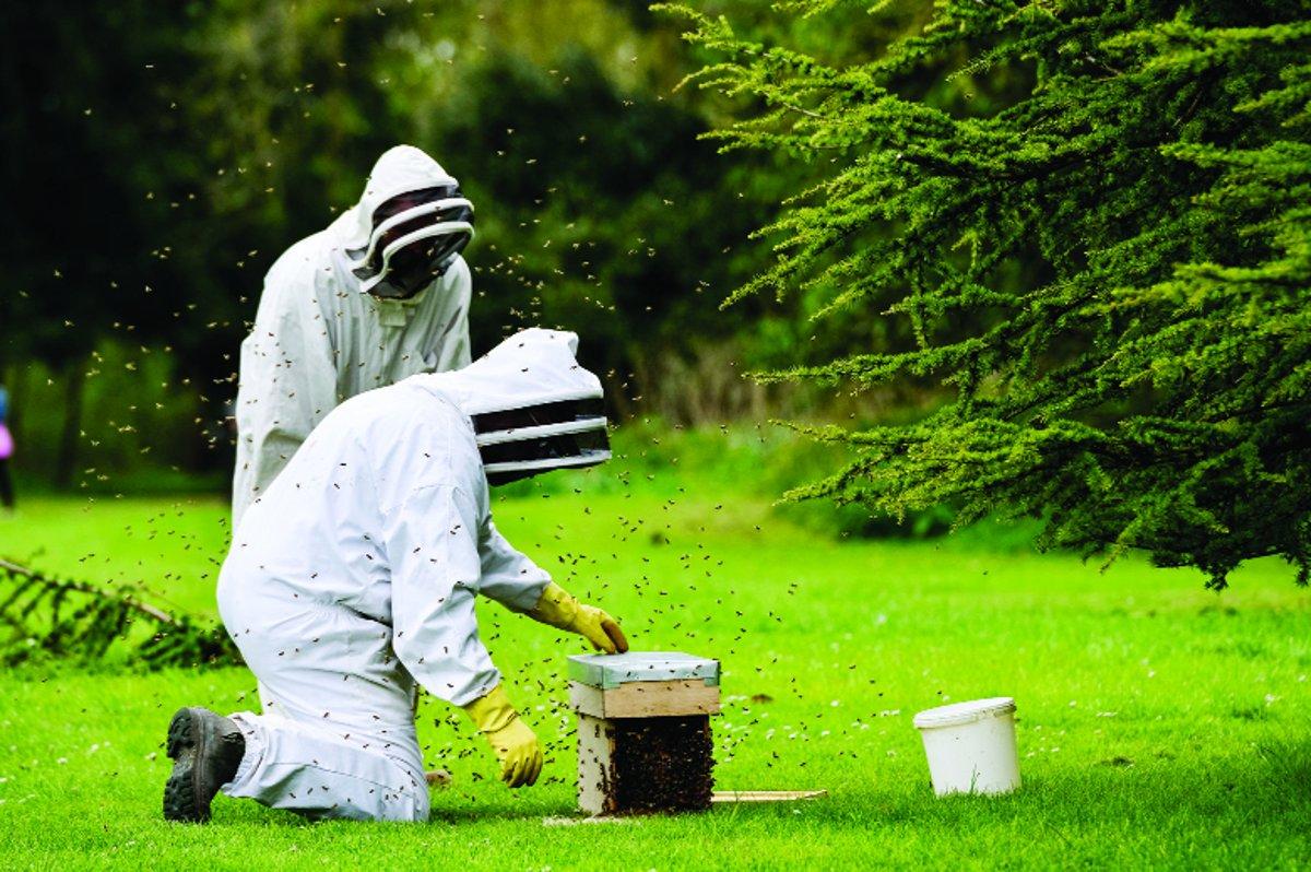 Bee keepers at work in Lydiard Park   								Picture: ALEX SKENNERTON