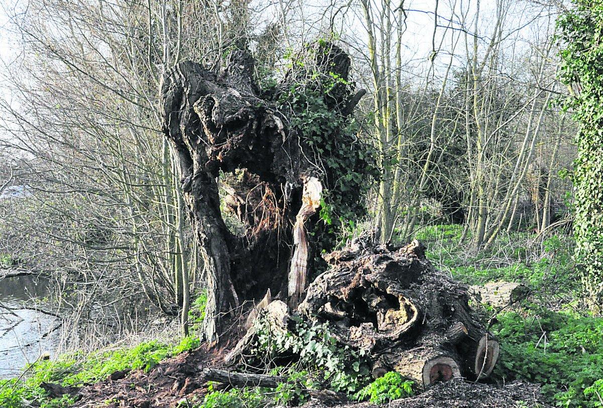 Swiindon Advertiser readers photographs
The gnarled remains of a tree at Shaftesbury Avenue lake 
Picture: KEN MUMFORD