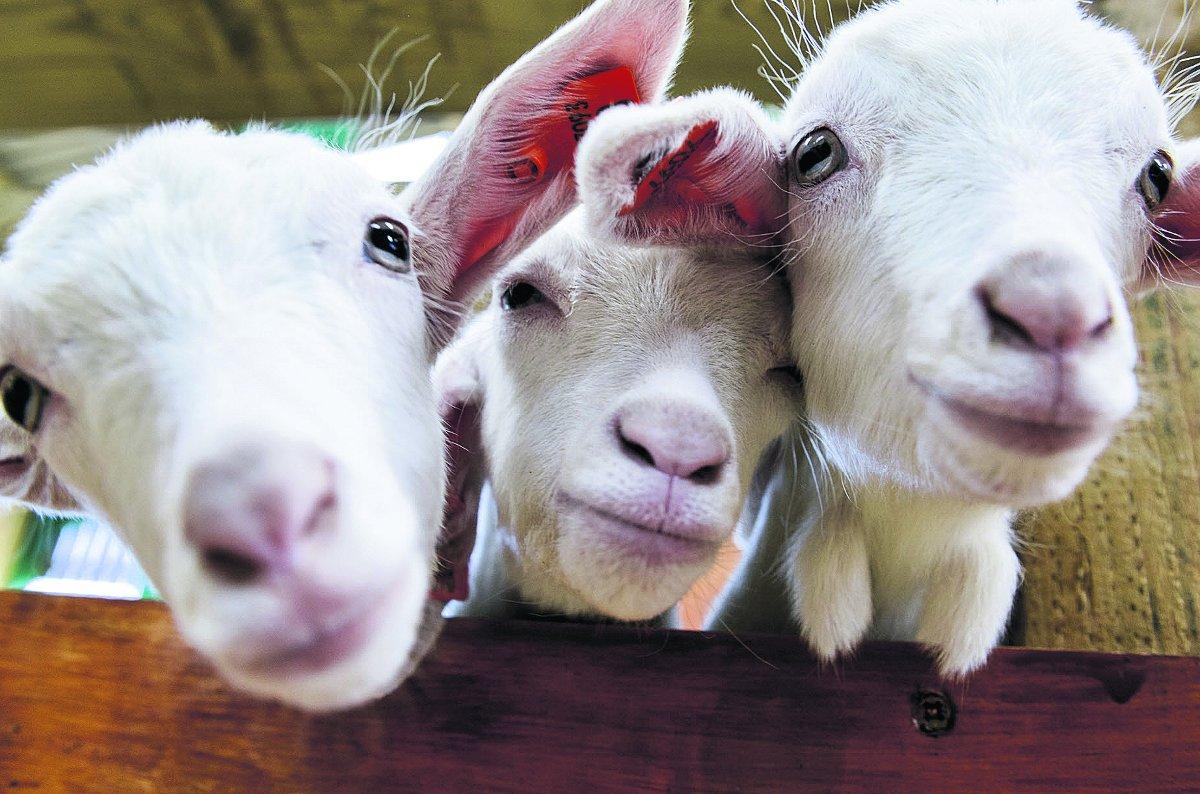 Kid goats at Roves Farm                                                                                                                                               Picture: Alex Skennerton