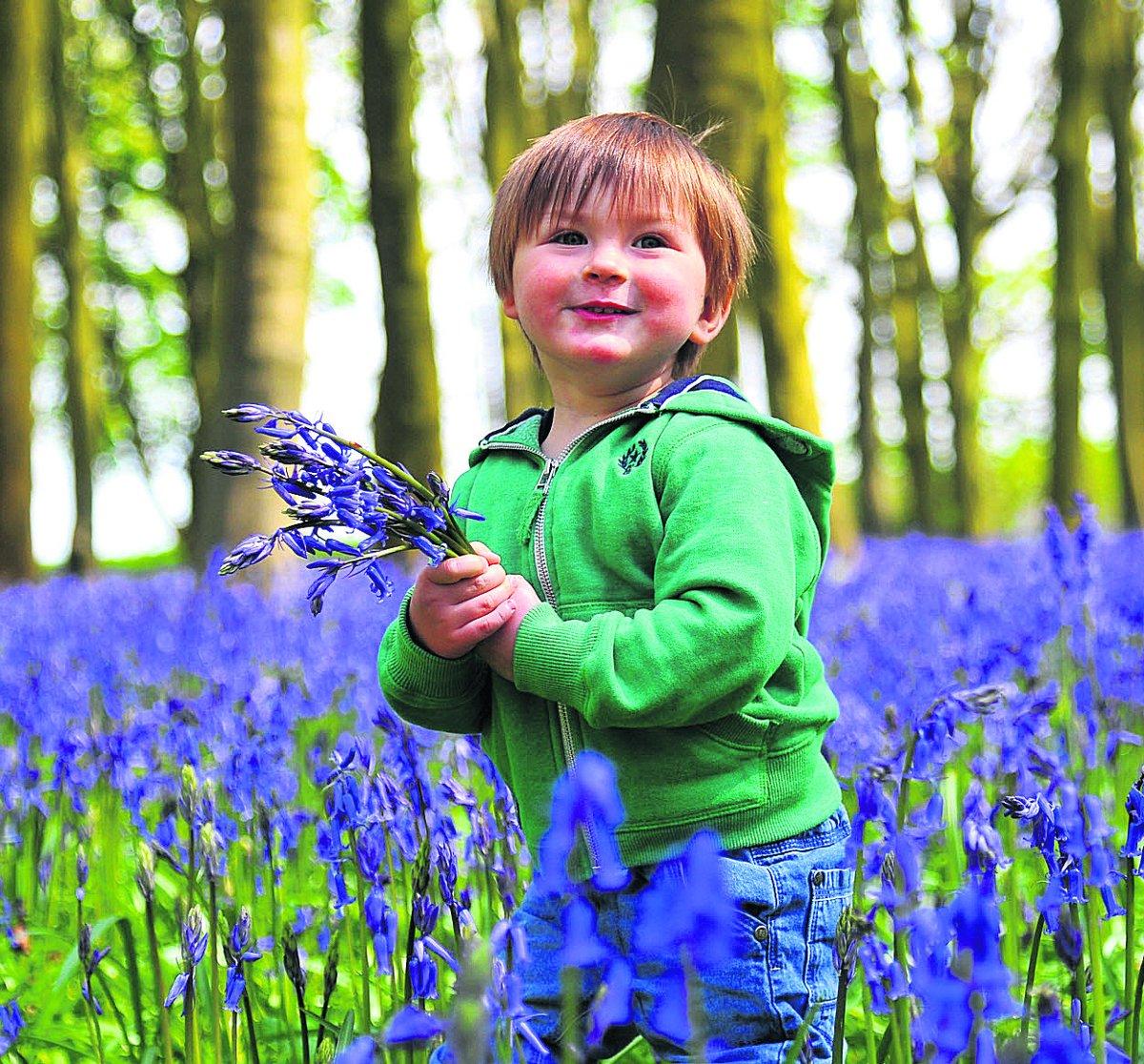 n Max in the bluebells at Badbury Wood, Great Coxwell                                                                                                                  Picture: DAVE COX