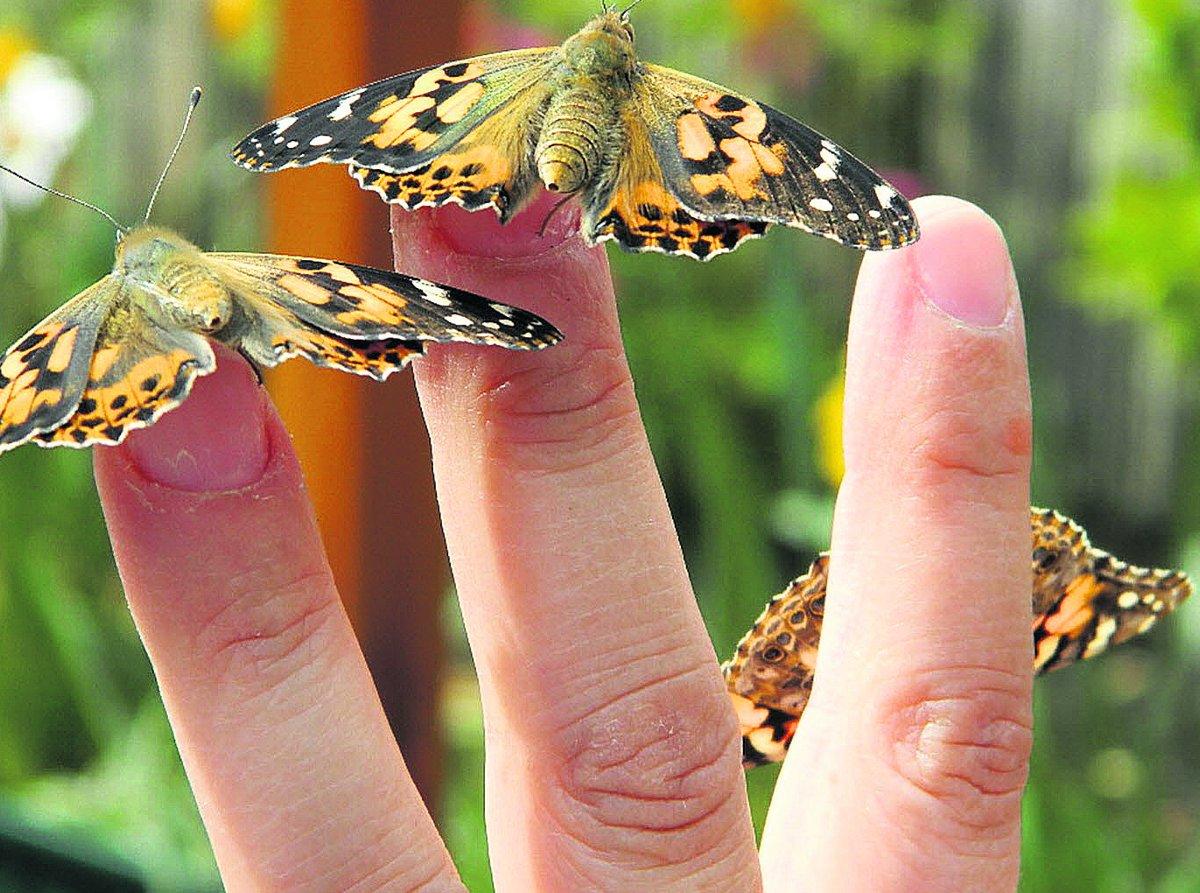 Swiindon Advertiser readers photographs
Butter(fly) fingers in a Woodhall Park garden Picture: Kay Poole