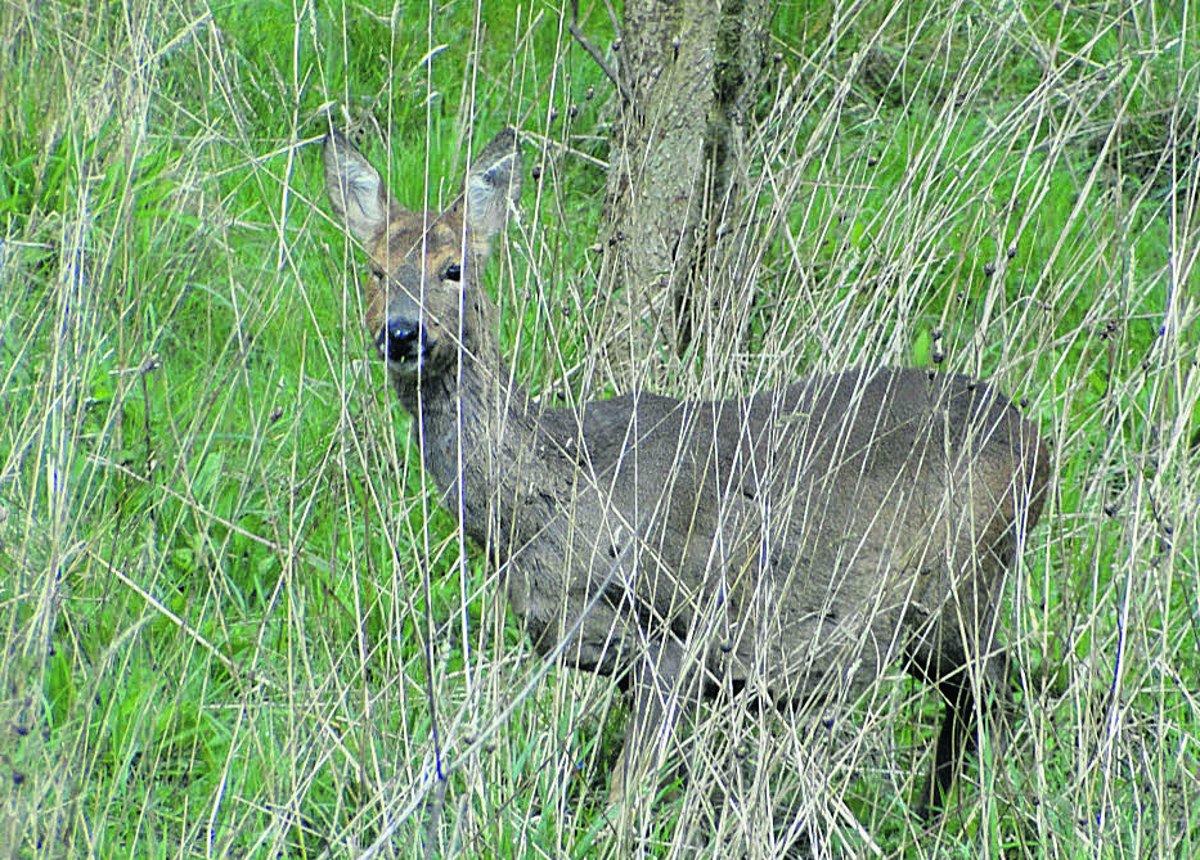 Swiindon Advertiser readers photographs
A female Sika deer trying to hide
Picture: MAUREEN SKINNER