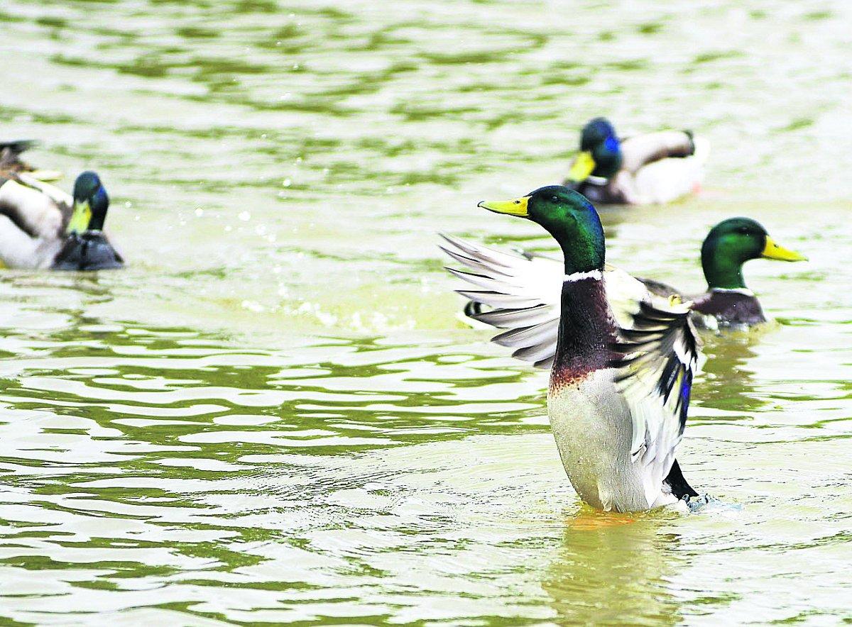 Ducks in a flap at Lydiard Park					              Picture: THOMAS KELSEY