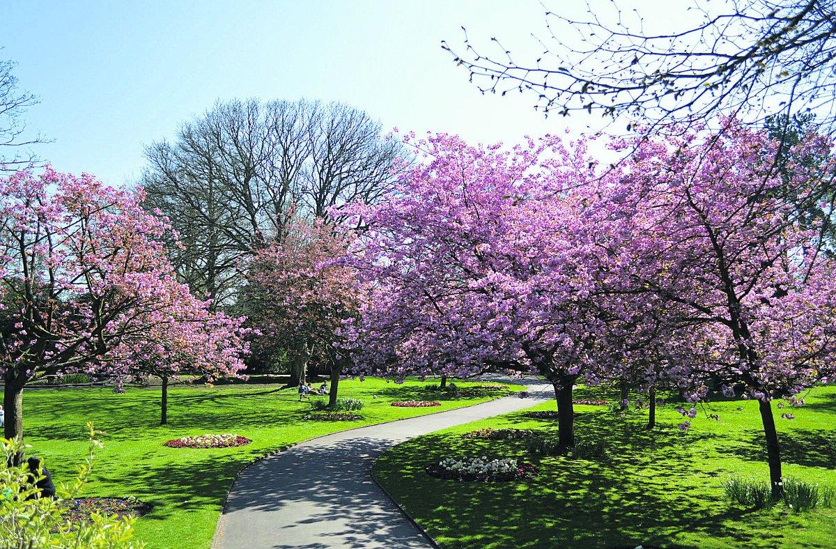 Swiindon Advertiser readers photographs
A spring day in Town Gardens

Picture: Aled Simms