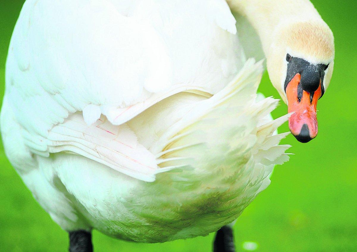 A swan take a backward glance at Coate Water   							                         Picture: DAVE COX