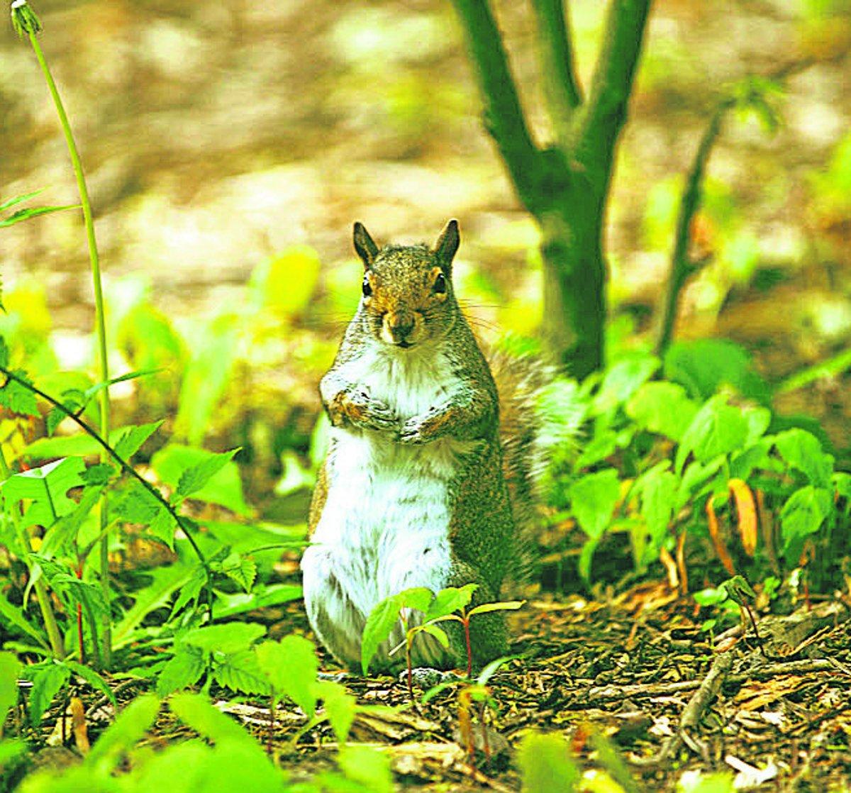 Squirrel in the Town Gardens Picture: Tom Kelsey