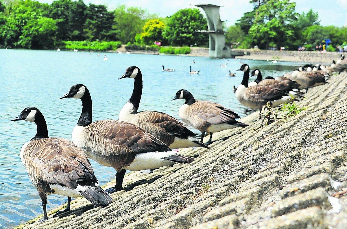 Canada Geese at Coate Water                                                                                                                                                       Picture: DAVE COX
