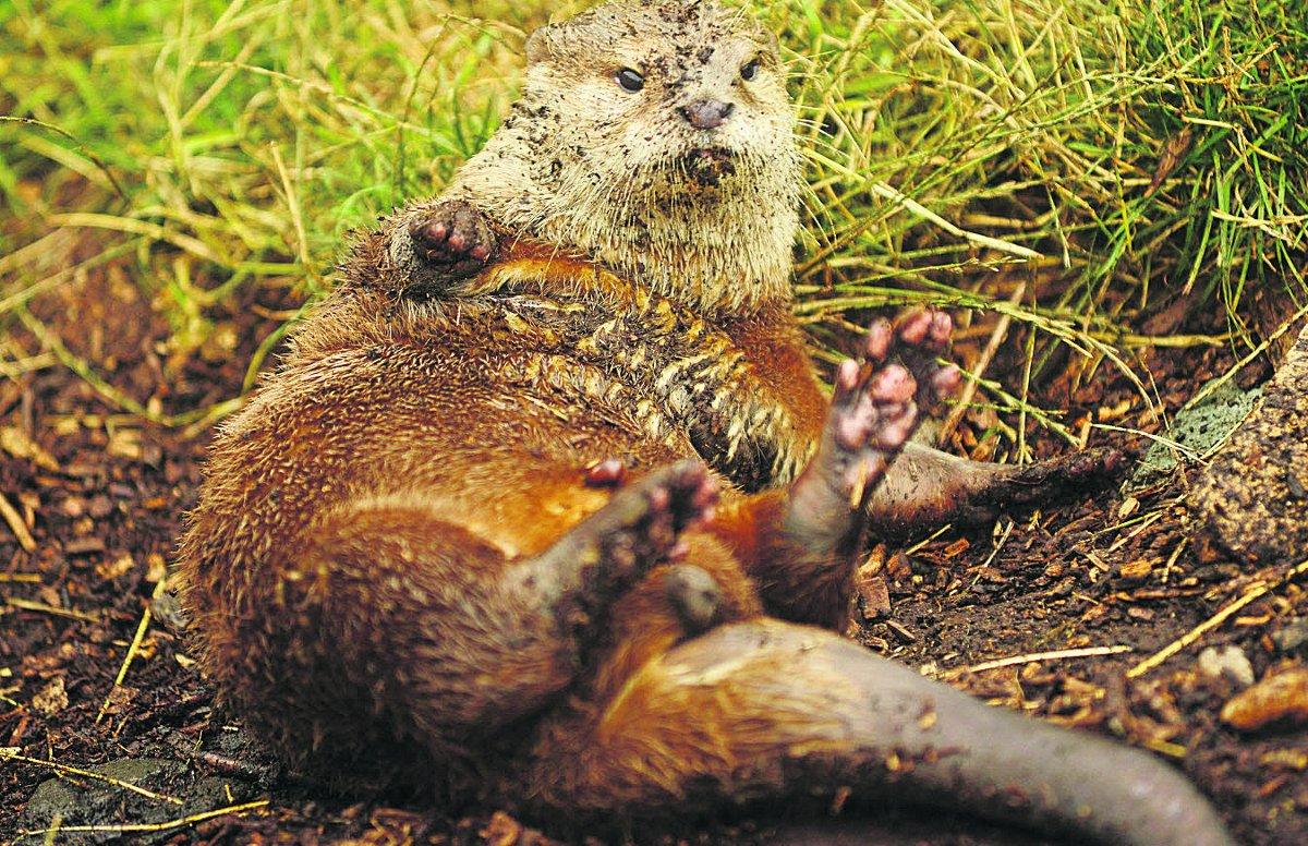 n An otter at Wroughton Garden Centre								              Picture: THOMAS KELSEY