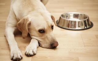 Dogs can exhibit a number of signs of stress that you can be aware of
