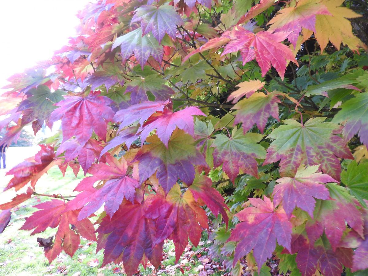 Colourful leaves at Westonbirt Arboretum                                                                   Picture: LINDA LAW