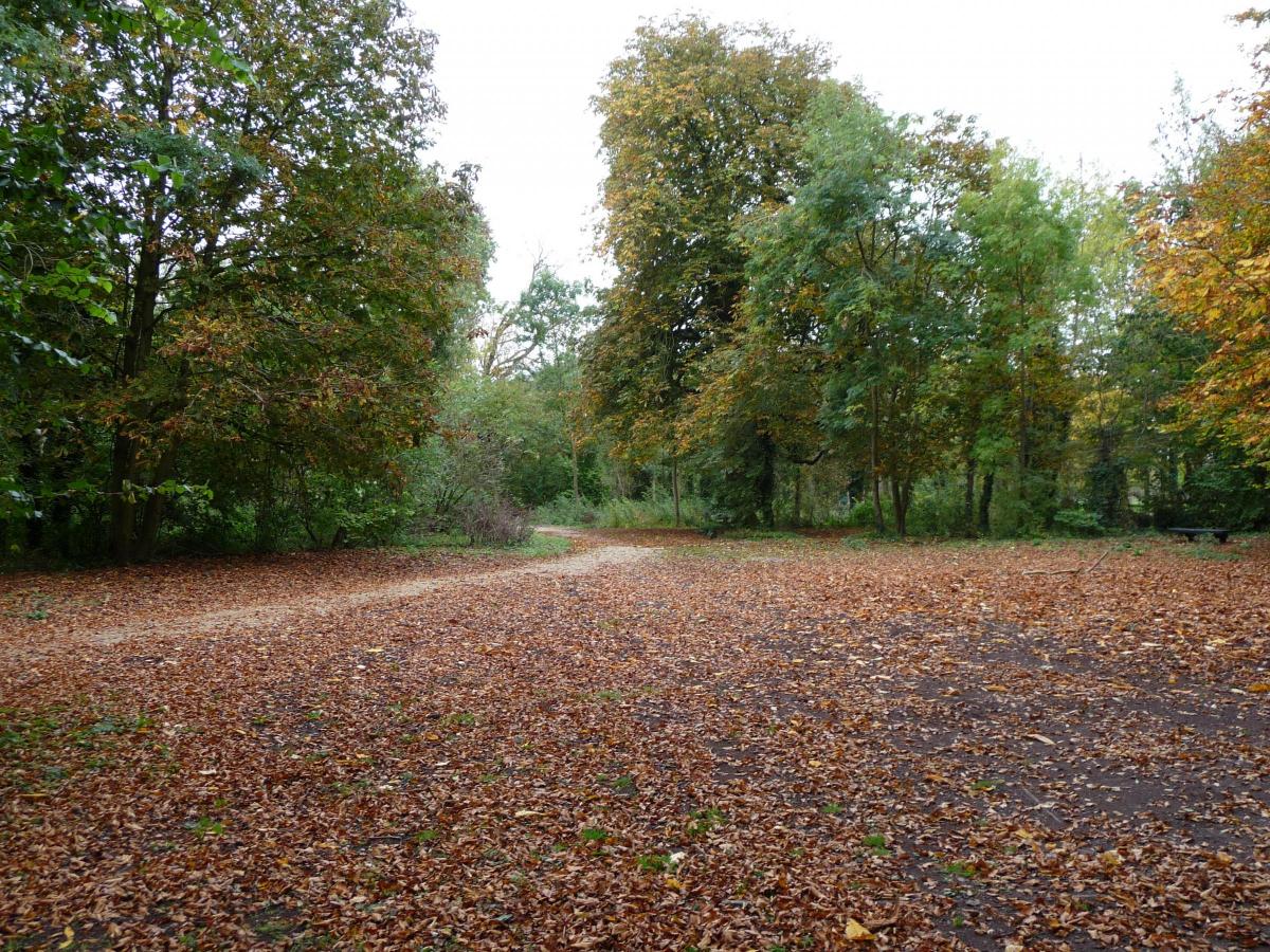 A carpet of fallen leaves at Lydiard Park 						           Picture: JEAN BOWSHER