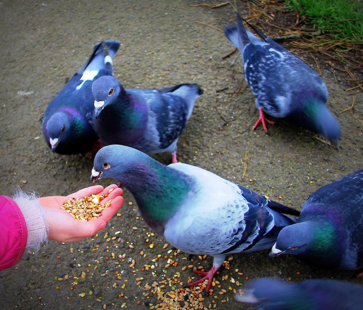 Chloe feeding a pigeon at Coate Water
                                                    Picture: KEVIN JOHN STARES