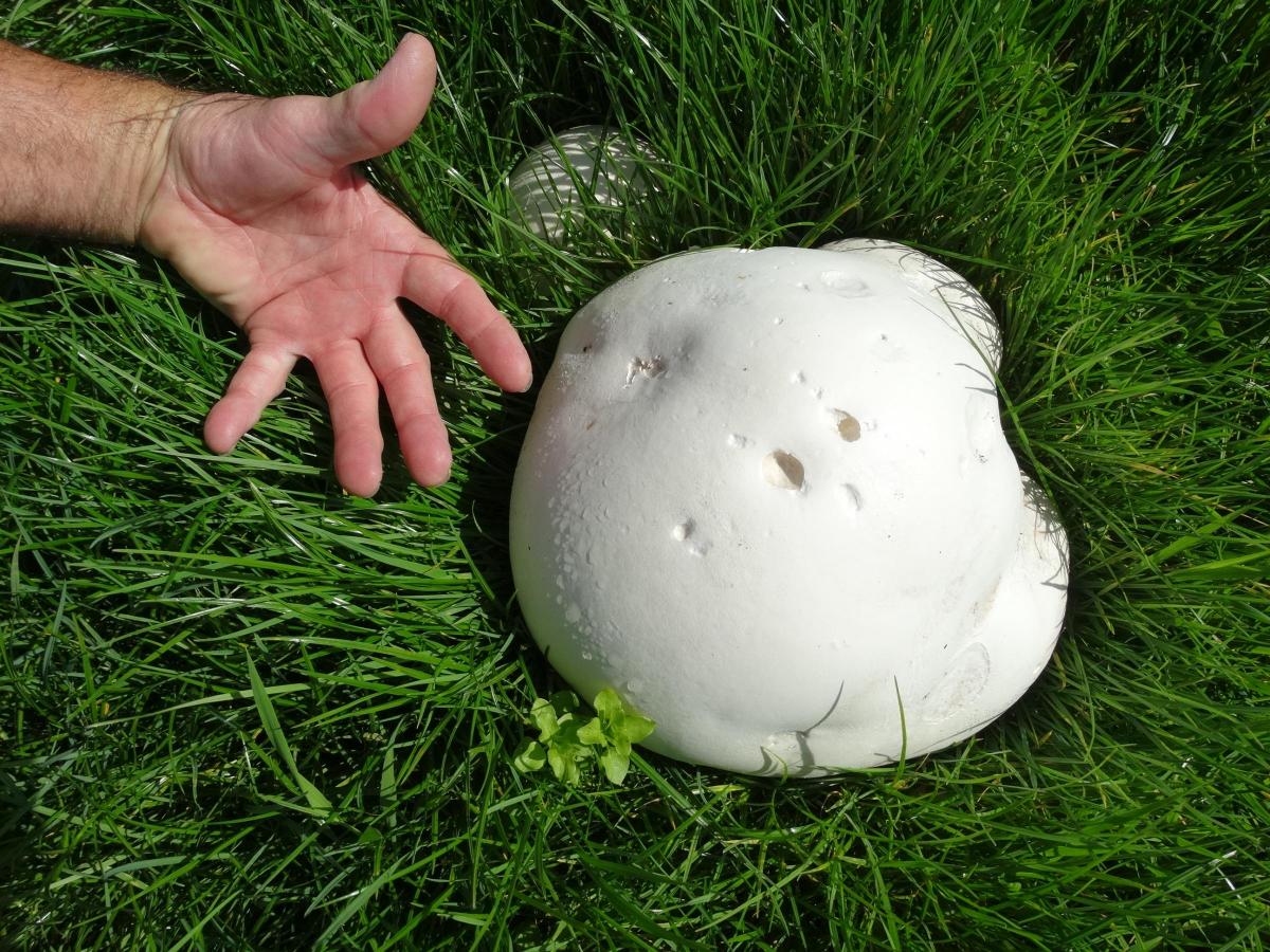 This mushroom, photographed by Maureen Skinner, measured 15 inches across its main dome