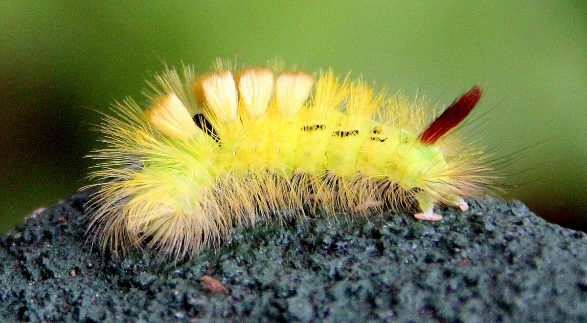 A Pale Tussock caterpillar found under an oak tree at Coate Water by Kevin John Stares