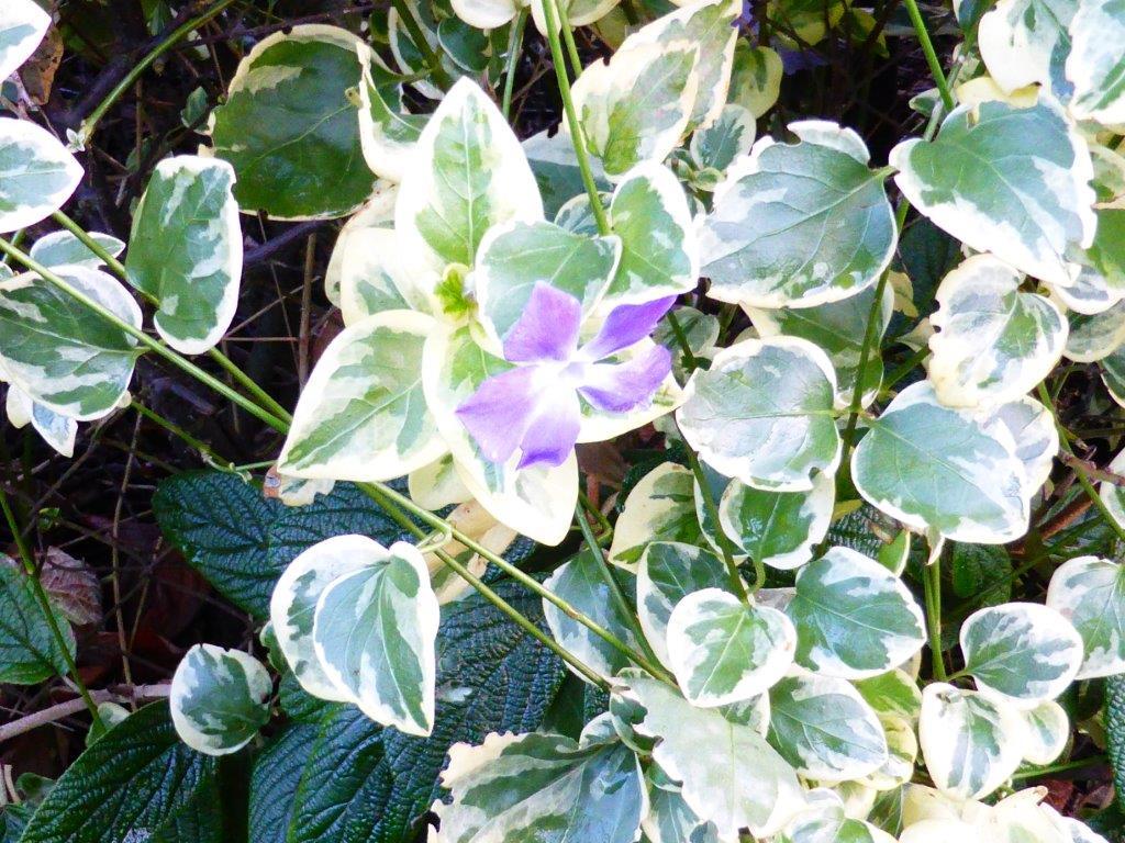 A flower on the ivy, Bernadette Wardell