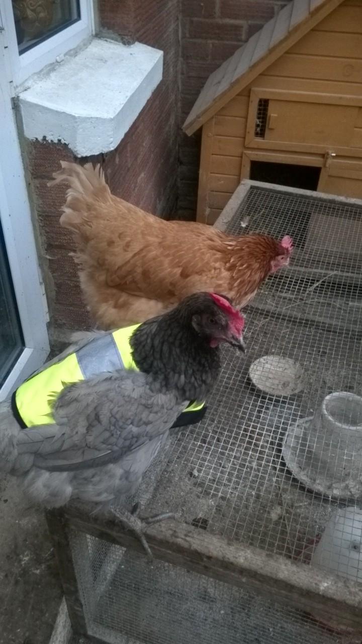 Julie Talbot sent in this picture of one of her rescue chickens wearing a high visibility jacket