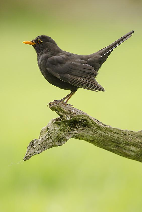 A blackbird by Phil Jefferies