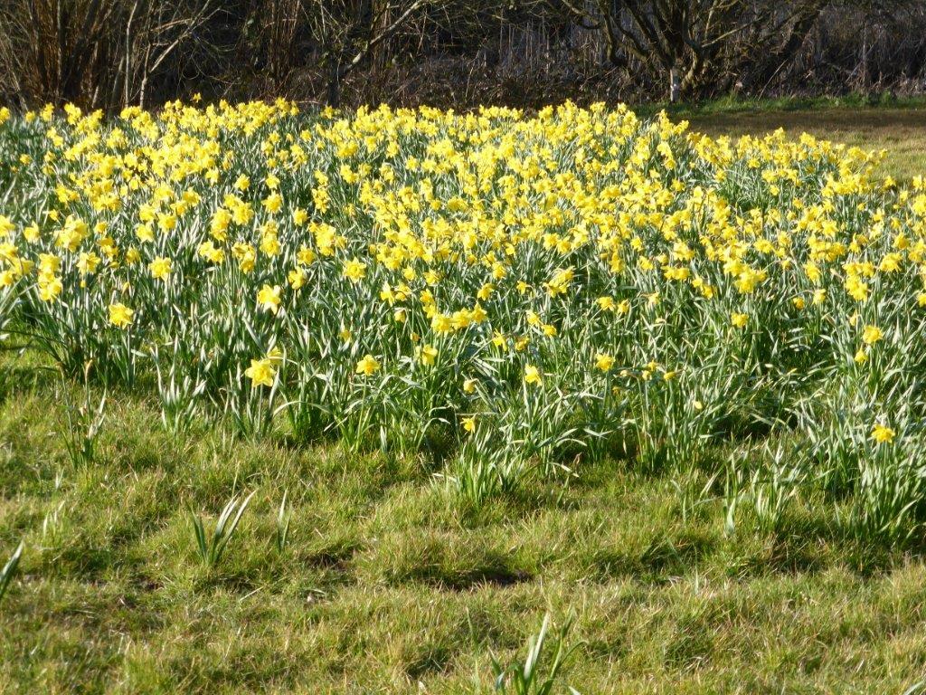 Daffodils at Coate by Bernadette Wardell