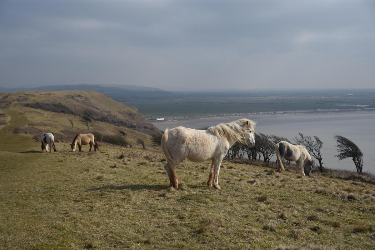Horses on Brean Down by Adrian Thorn