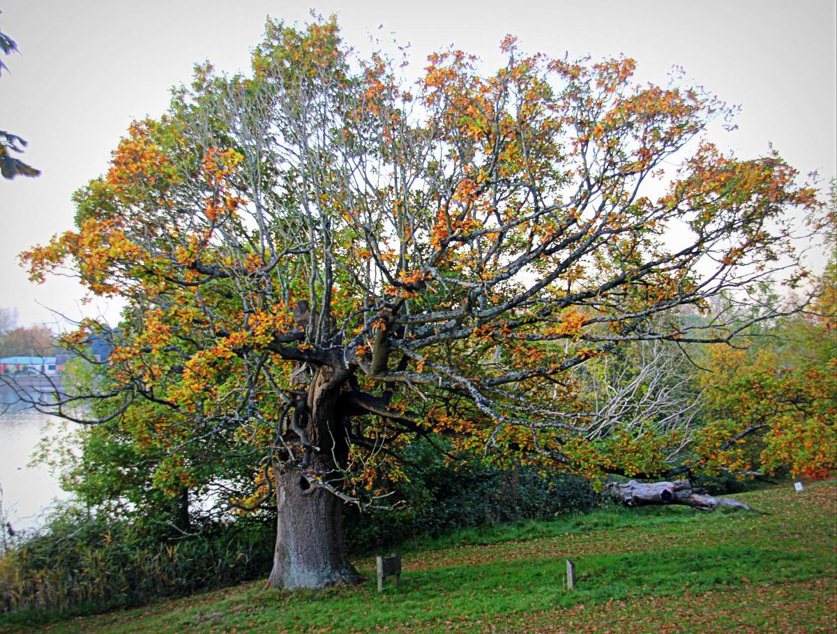 Richard Jefferies’ Council Oak Tree by Kevin John Stares