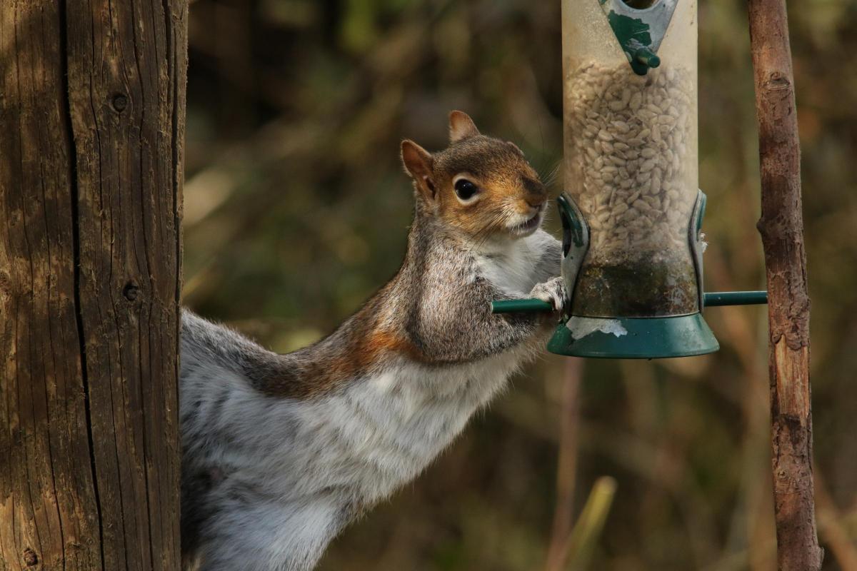 A squirrel at Lower Moor by Neil Herbert