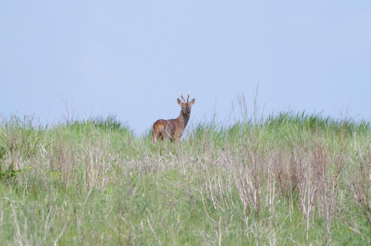 A deer grazing near Shaw Forest Park by Nick Smith