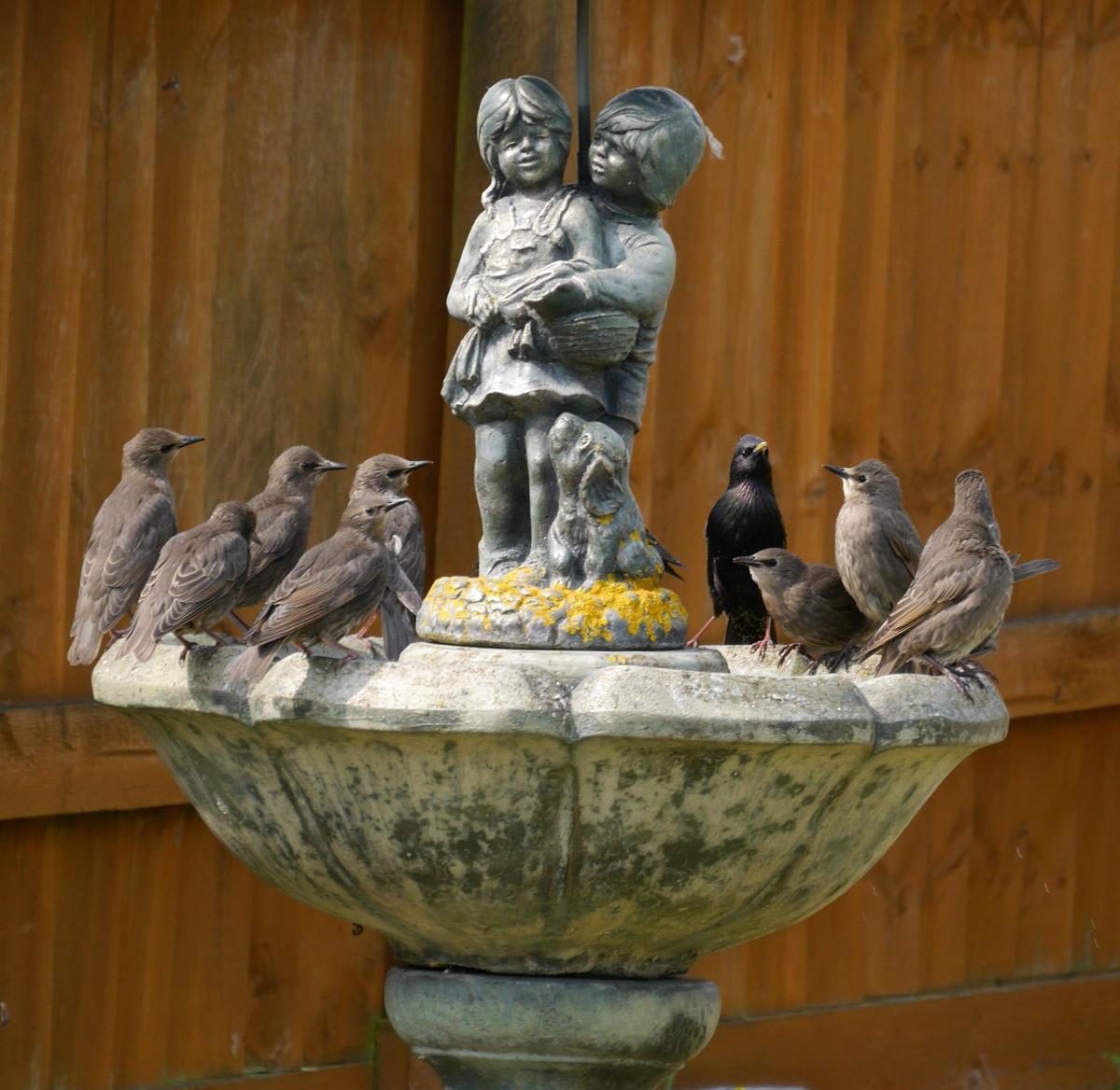 Starlings on a Swindon fountain by Sue Hunt