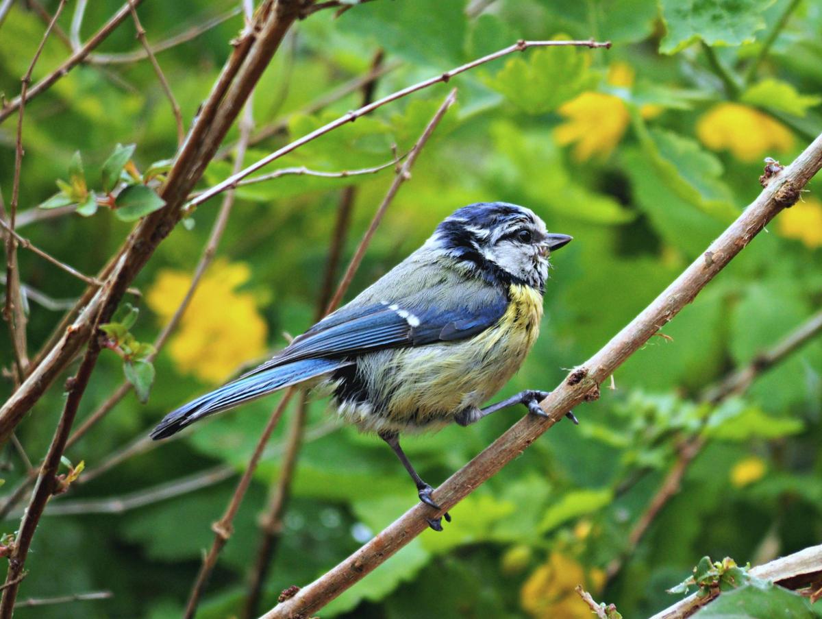 Scruff the very young blue tit by Martyn Jelley