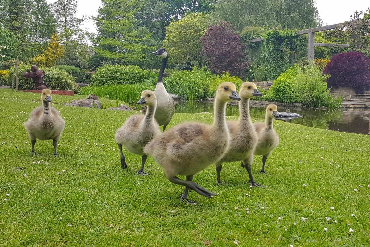 A goose and goslings in Queens Park by Helen Shurmer