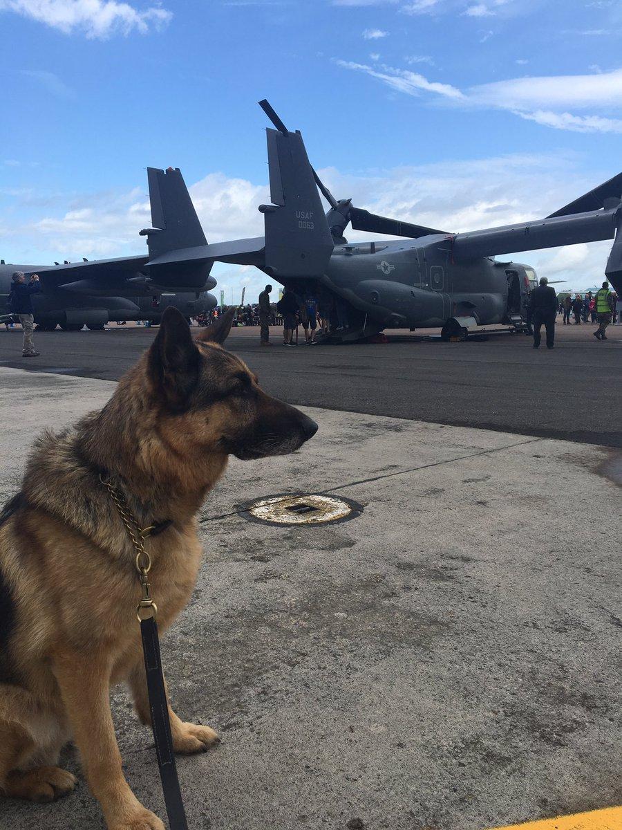Police dog Stig at RIAT. Picture: @PD_STIG