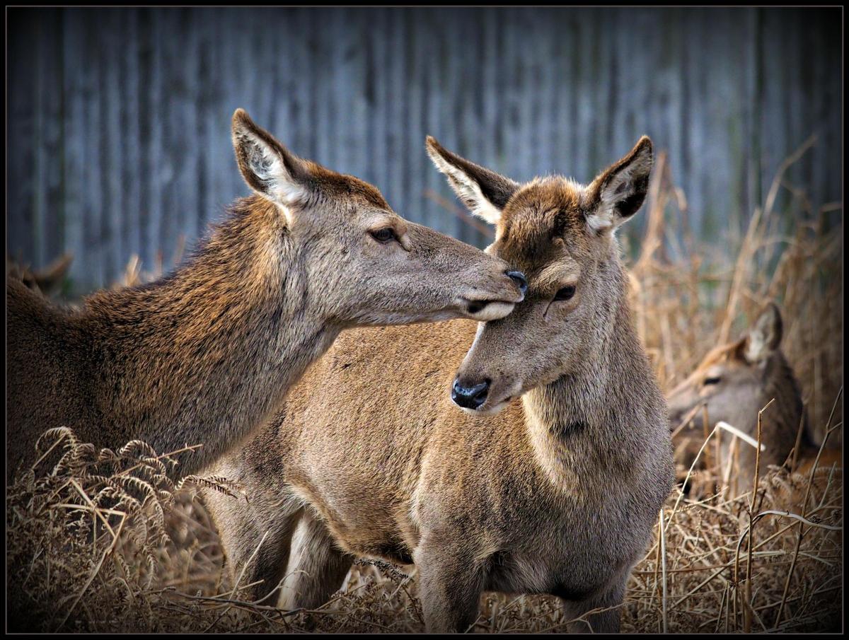 Deer take time out for a little affection                                                              Picture: MARTYN JELLEY