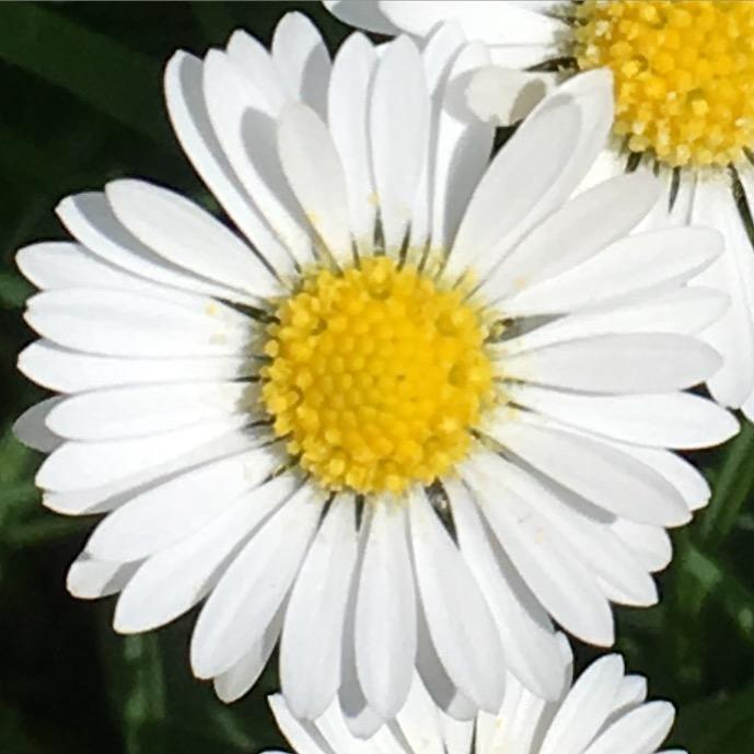 A daisy in close-up                                        Picture: SARA FRANKLIN