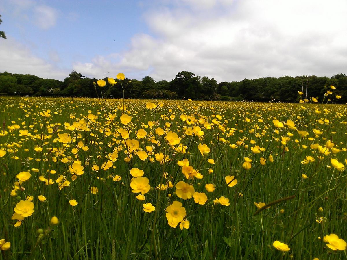 A field of gold 	                       Picture: Lesley Golsby